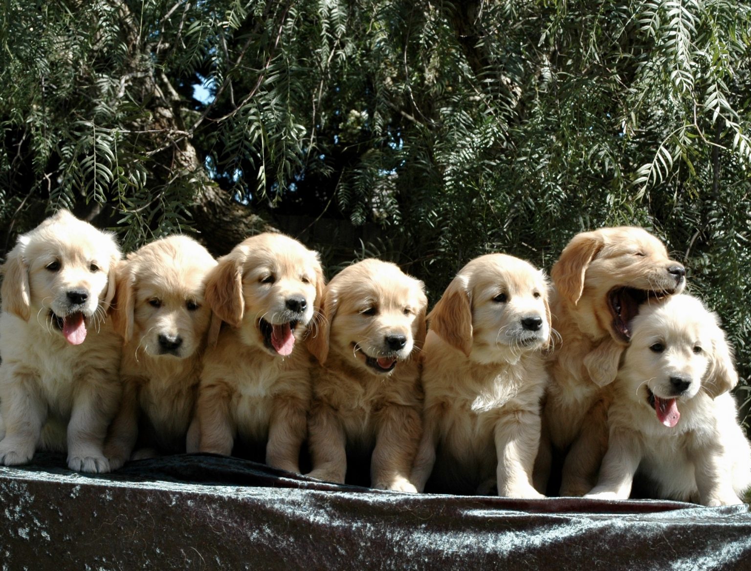 Five tips of choosing the Right Puppy from the Litter