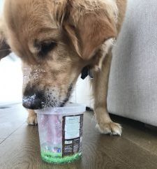 Healthy Snacks for Dogs