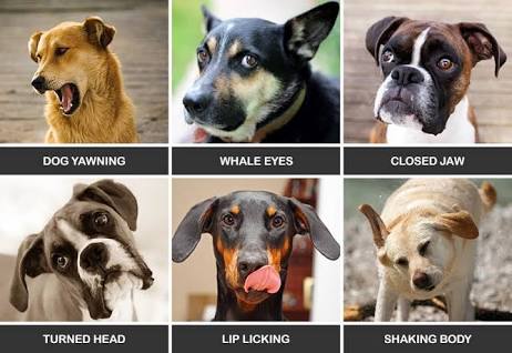How Dogs Communicate