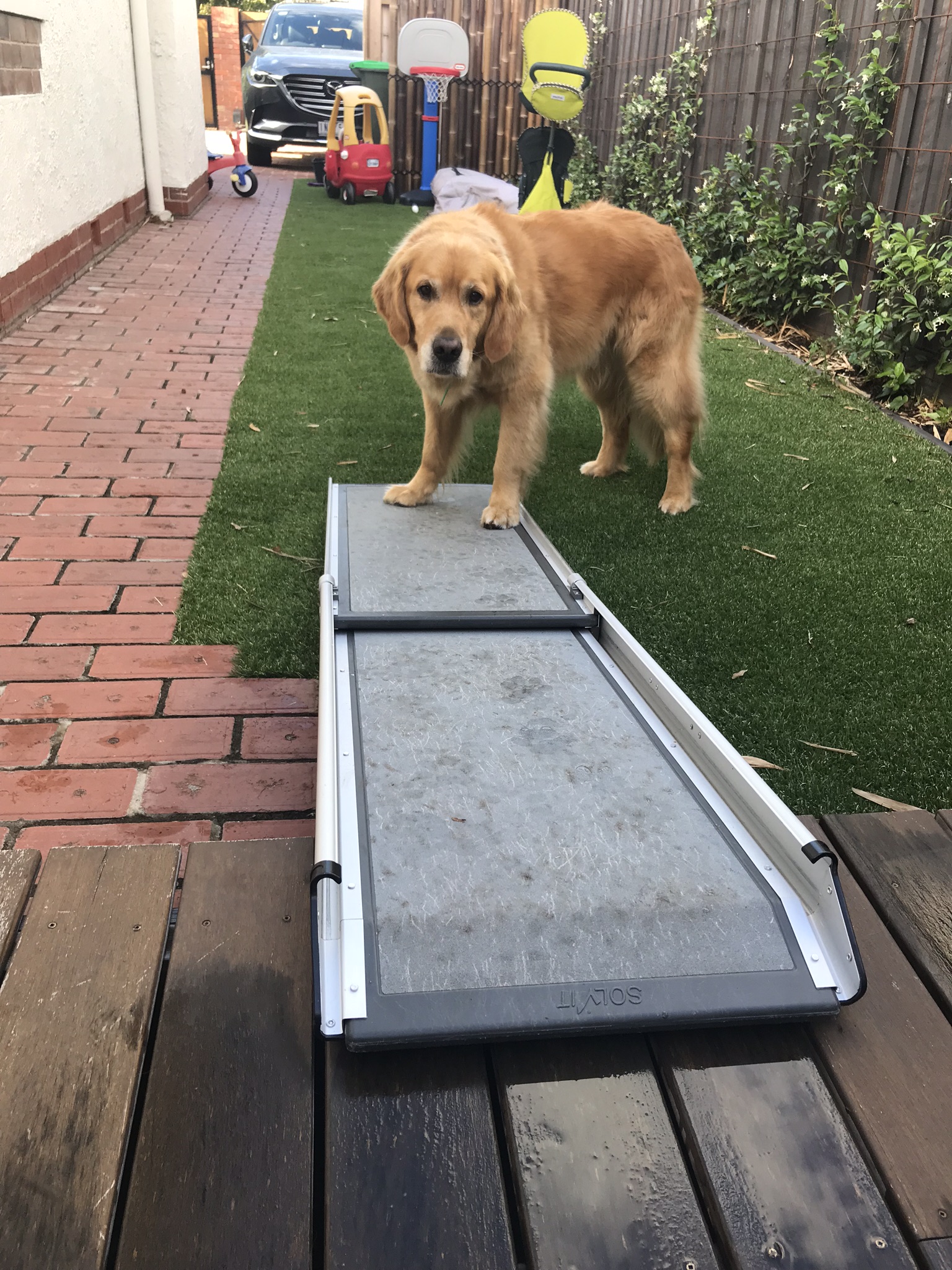Teaching my Dog to use a Ramp