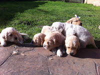 Preparing Your Home and Garden for a New Puppy
