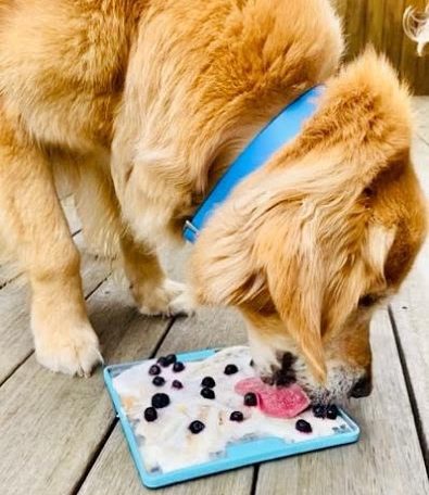 R+Dogs - ENRICHMENT IDEAS 🧠🐶 Enrichment isn't all about food, there are  other ways to mentally stimulate and fulfill our canine companions. Here is  a quick resource for #canineenrichment activities which fall