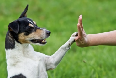 You know how to understand dog body language. What’s next?  Learn how to advocate for them! Here’s how…